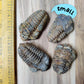 Real Relics: Trilobites